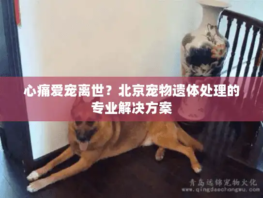 心痛爱宠离世？北京宠物遗体处理的专业解决方案
