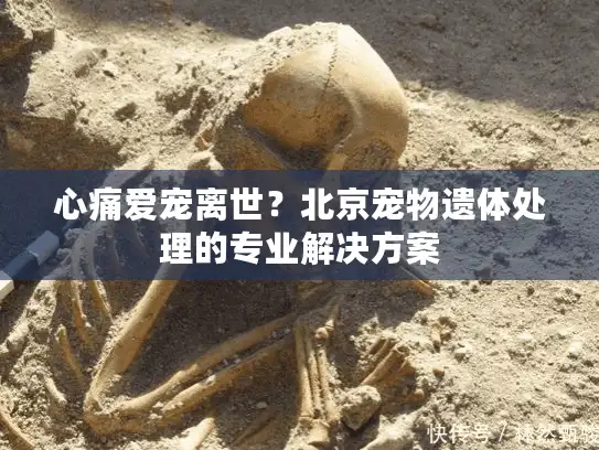 心痛爱宠离世？北京宠物遗体处理的专业解决方案