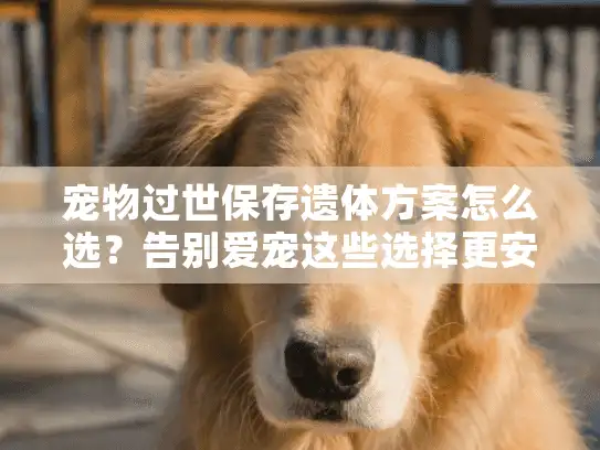 宠物过世保存遗体方案怎么选？告别爱宠这些选择更安心