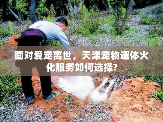 面对爱宠离世，天津宠物遗体火化服务如何选择?