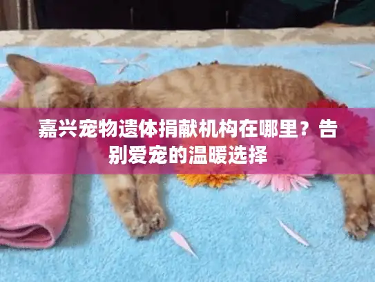 嘉兴宠物遗体捐献机构在哪里？告别爱宠的温暖选择