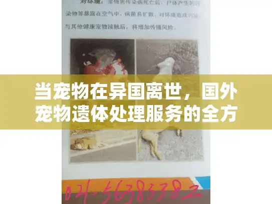 当宠物在异国离世，国外宠物遗体处理服务的全方位指南