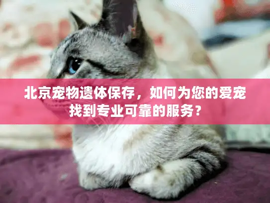 北京宠物遗体保存，如何为您的爱宠找到专业可靠的服务？