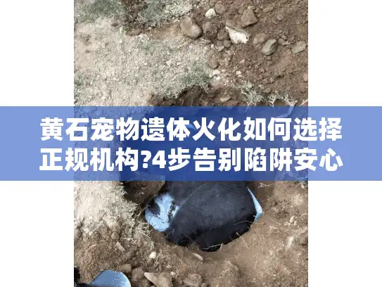 黄石宠物遗体火化如何选择正规机构?4步告别陷阱安心送别