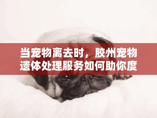 当宠物离去时，胶州宠物遗体处理服务如何助你度过难关？