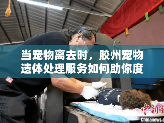 当宠物离去时，胶州宠物遗体处理服务如何助你度过难关？