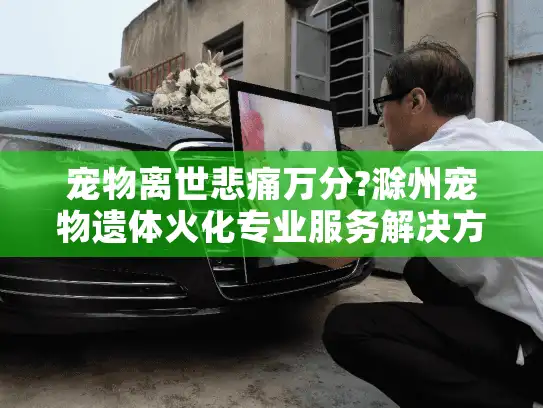 宠物离世悲痛万分?滁州宠物遗体火化专业服务解决方案指南