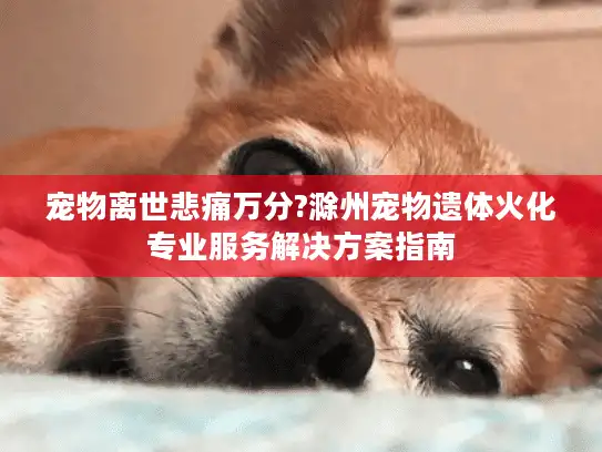 宠物离世悲痛万分?滁州宠物遗体火化专业服务解决方案指南
