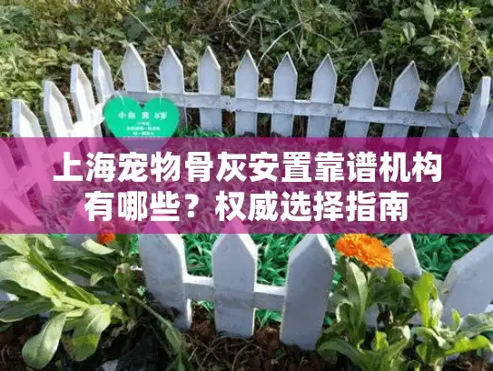 上海宠物骨灰安置靠谱机构有哪些？权威选择指南