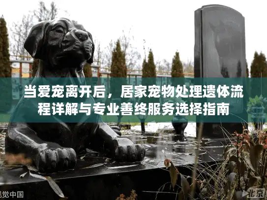 当爱宠离开后，居家宠物处理遗体流程详解与专业善终服务选择指南