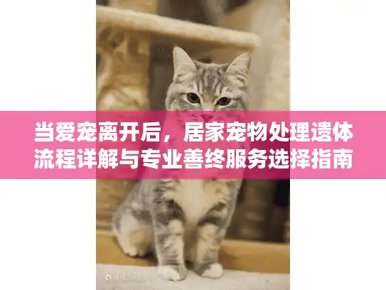 当爱宠离开后，居家宠物处理遗体流程详解与专业善终服务选择指南