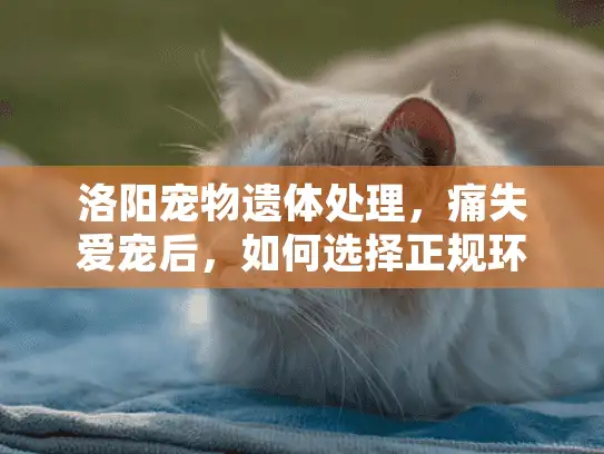 洛阳宠物遗体处理，痛失爱宠后，如何选择正规环保的告别方式？