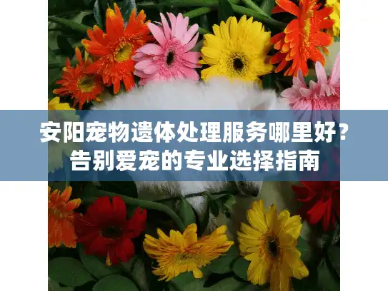 安阳宠物遗体处理服务哪里好？告别爱宠的专业选择指南