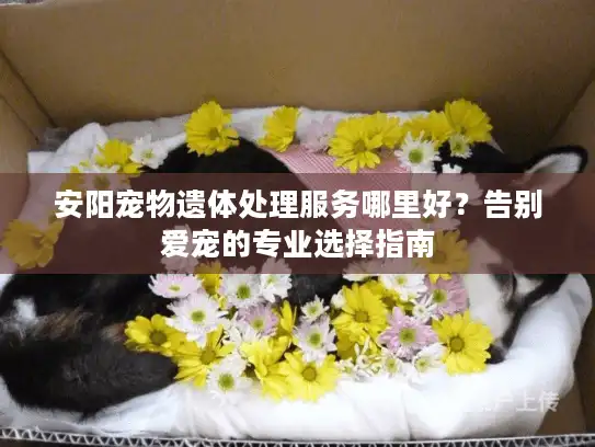 安阳宠物遗体处理服务哪里好？告别爱宠的专业选择指南