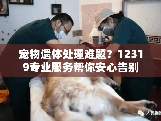 宠物遗体处理难题？12319专业服务帮你安心告别