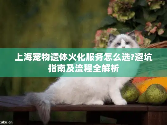 上海宠物遗体火化服务怎么选?避坑指南及流程全解析
