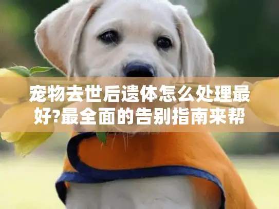 宠物去世后遗体怎么处理最好?最全面的告别指南来帮你