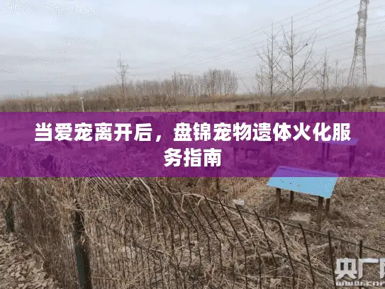 当爱宠离开后，盘锦宠物遗体火化服务指南