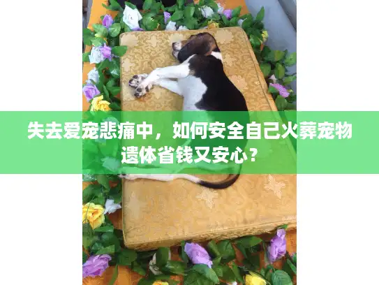 失去爱宠悲痛中，如何安全自己火葬宠物遗体省钱又安心？