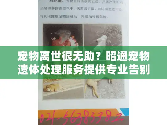 宠物离世很无助？昭通宠物遗体处理服务提供专业告别方案！