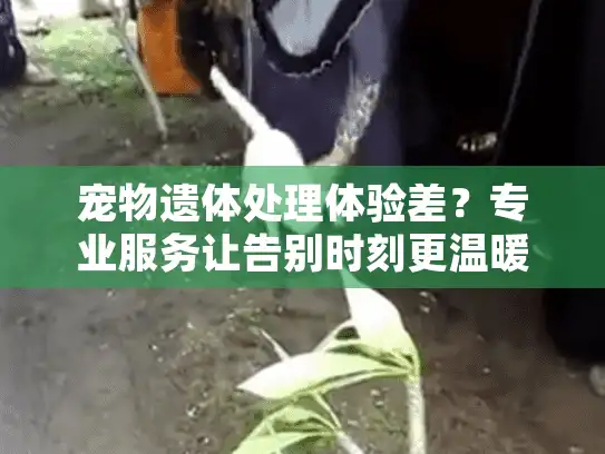 宠物遗体处理体验差？专业服务让告别时刻更温暖
