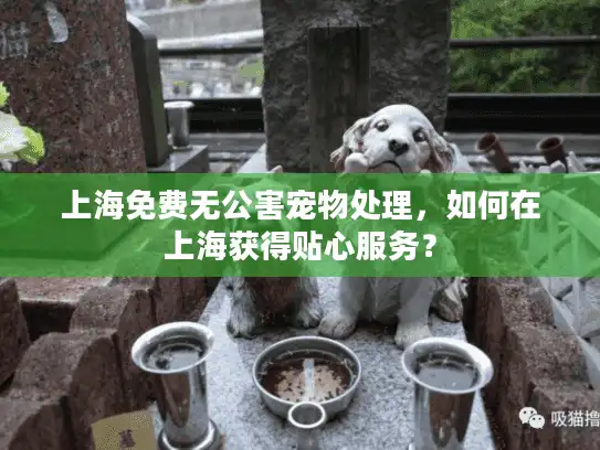 上海免费无公害宠物处理，如何在上海获得贴心服务？