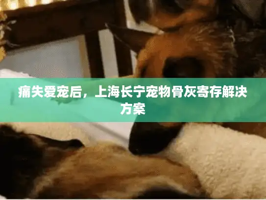 痛失爱宠后，上海长宁宠物骨灰寄存解决方案