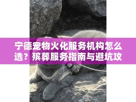 宁德宠物火化服务机构怎么选？殡葬服务指南与避坑攻略2025
