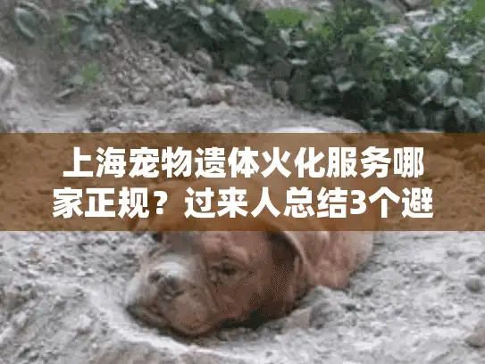 上海宠物遗体火化服务哪家正规？过来人总结3个避坑指南