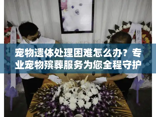 宠物遗体处理困难怎么办？专业宠物殡葬服务为您全程守护