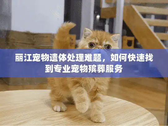 丽江宠物遗体处理难题，如何快速找到专业宠物殡葬服务