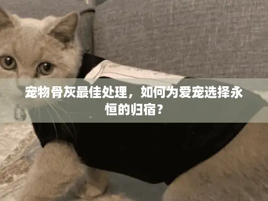 宠物骨灰最佳处理，如何为爱宠选择永恒的归宿？