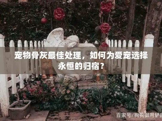 宠物骨灰最佳处理，如何为爱宠选择永恒的归宿？
