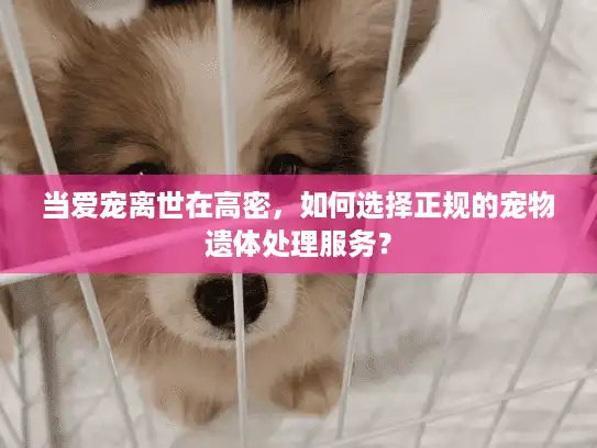 当爱宠离世在高密，如何选择正规的宠物遗体处理服务？