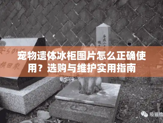 宠物遗体冰柜图片怎么正确使用？选购与维护实用指南