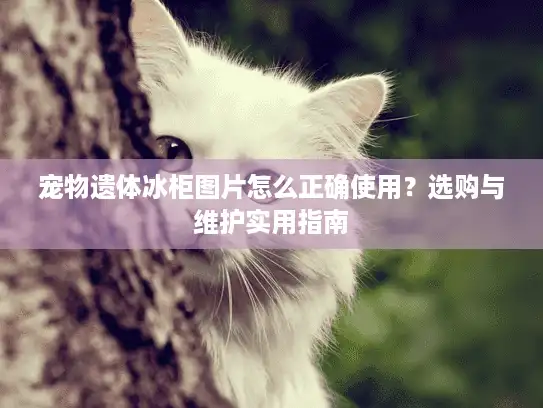 宠物遗体冰柜图片怎么正确使用？选购与维护实用指南