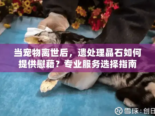 当宠物离世后，遗处理晶石如何提供慰藉？专业服务选择指南