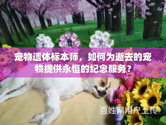 宠物遗体标本师，如何为逝去的宠物提供永恒的纪念服务？