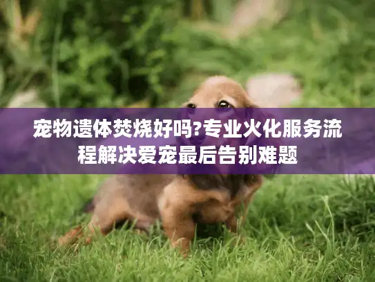宠物遗体焚烧好吗?专业火化服务流程解决爱宠最后告别难题