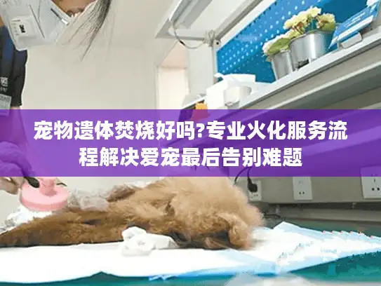 宠物遗体焚烧好吗?专业火化服务流程解决爱宠最后告别难题