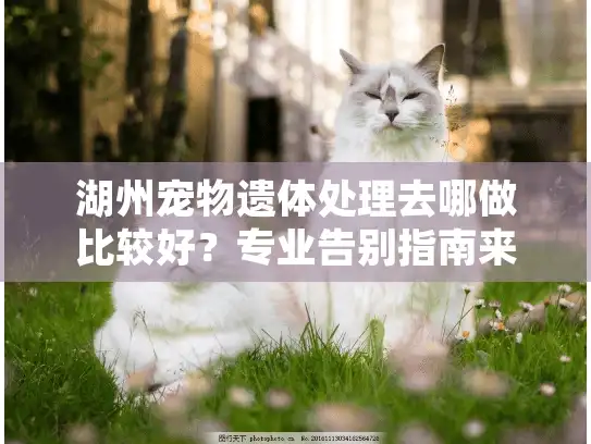 湖州宠物遗体处理去哪做比较好？专业告别指南来了