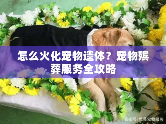 怎么火化宠物遗体？宠物殡葬服务全攻略