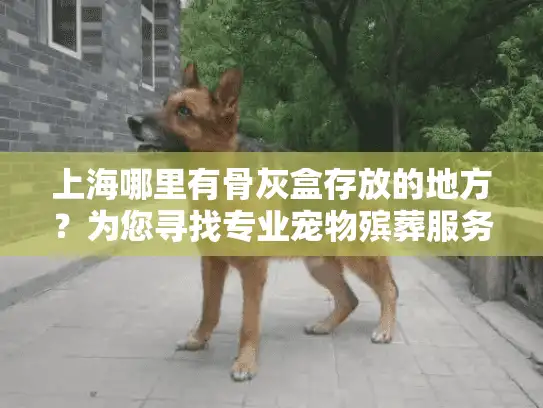 上海哪里有骨灰盒存放的地方？为您寻找专业宠物殡葬服务