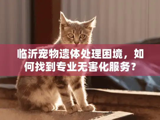 临沂宠物遗体处理困境，如何找到专业无害化服务？