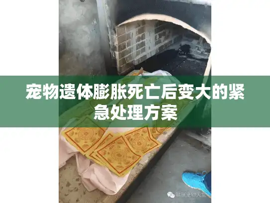 宠物遗体膨胀死亡后变大的紧急处理方案