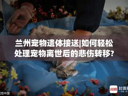 兰州宠物遗体接送|如何轻松处理宠物离世后的悲伤转移?