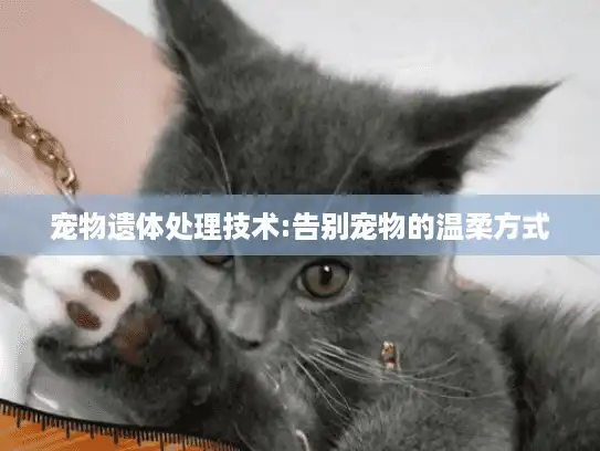 宠物遗体处理技术:告别宠物的温柔方式