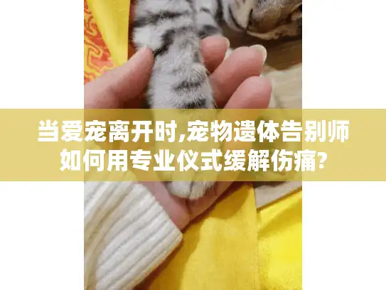 当爱宠离开时,宠物遗体告别师如何用专业仪式缓解伤痛?