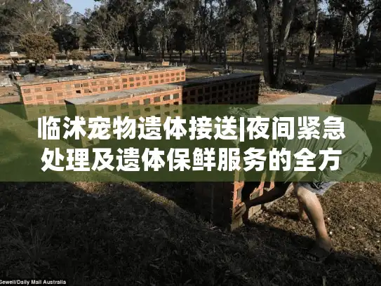 临沭宠物遗体接送|夜间紧急处理及遗体保鲜服务的全方位指南