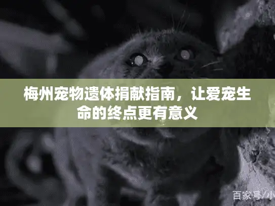 梅州宠物遗体捐献指南，让爱宠生命的终点更有意义
